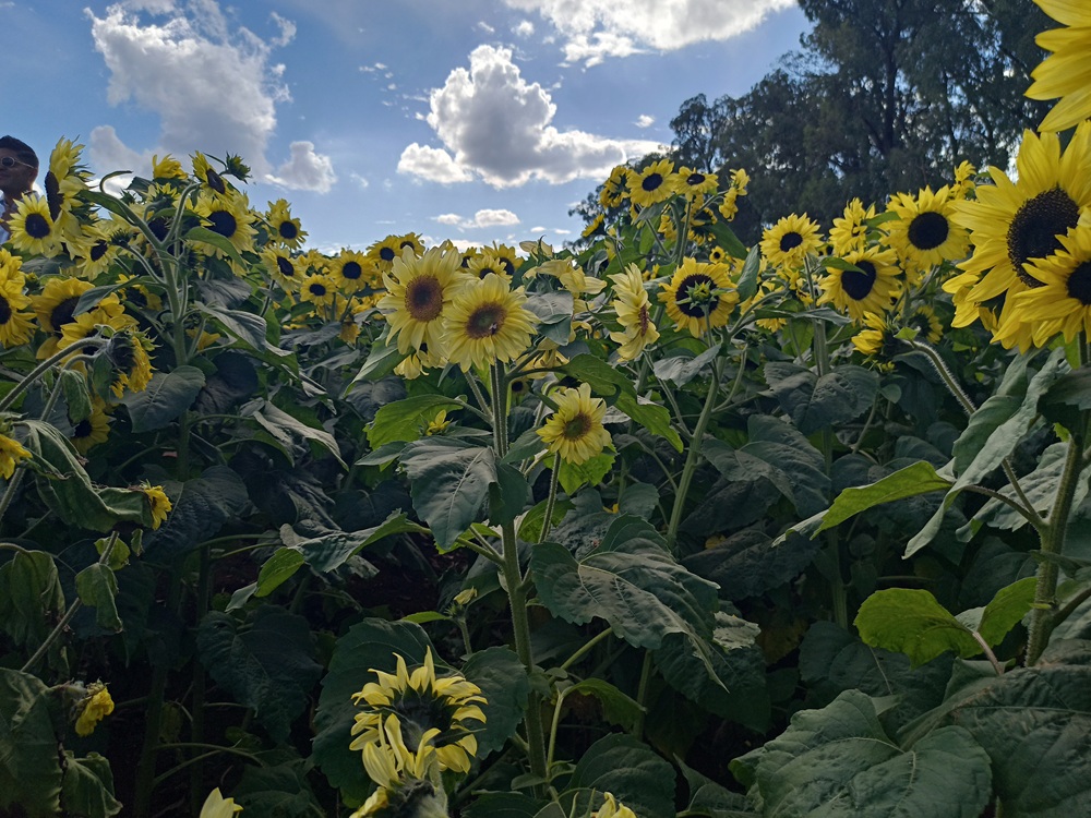 WorkCover support consultation